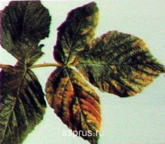 Болезни ежевики и их лечение: почему сохнет и желтеют листья, что делать, вредители садовой ежевики (фото) | qlumba.com